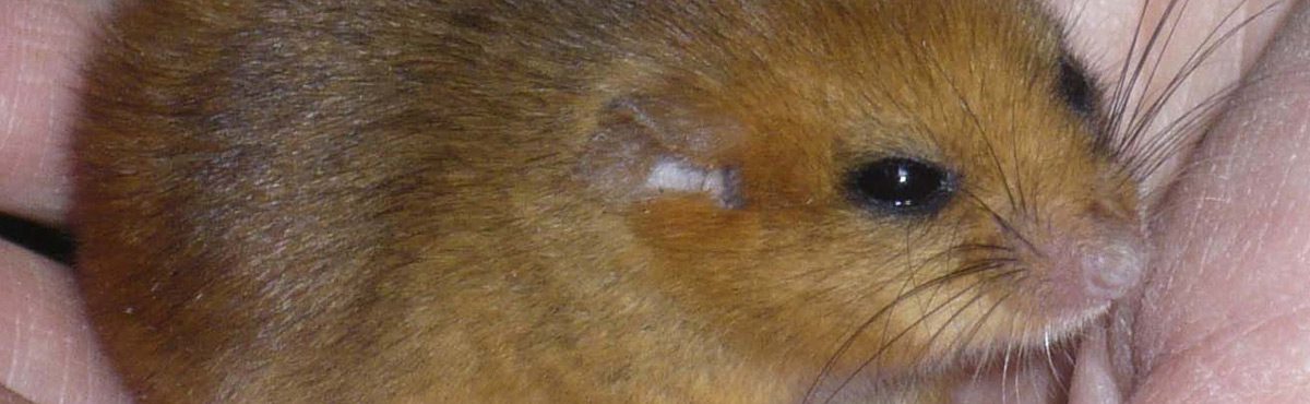 dormouse