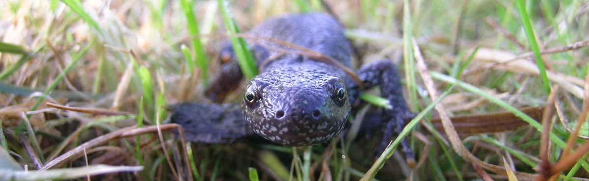 newts