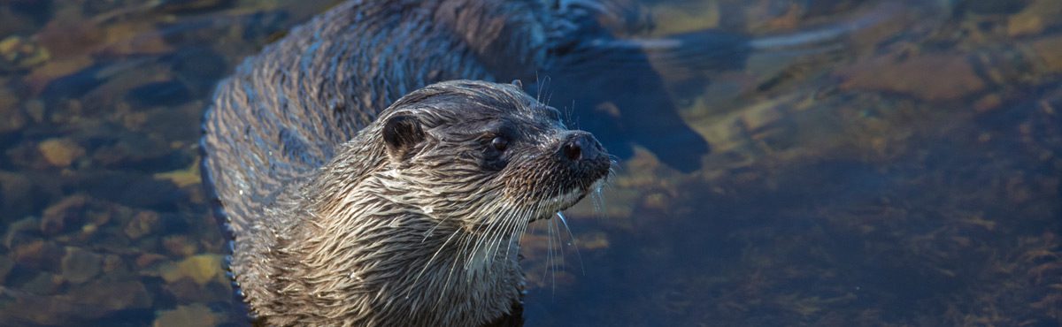 otters