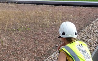 Green roofs