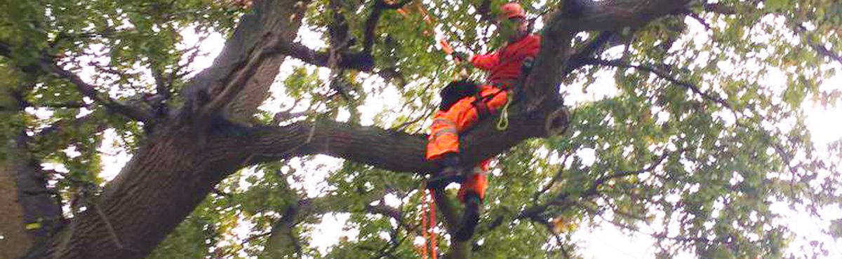 Ecologist sitting on branches of tree carrying out aerial survey