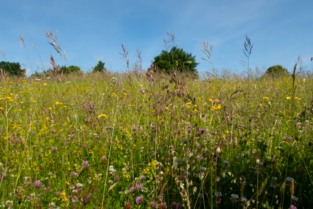 Estate Awarded Countryside Stewardship Scheme MKA Ecology   Estate2 