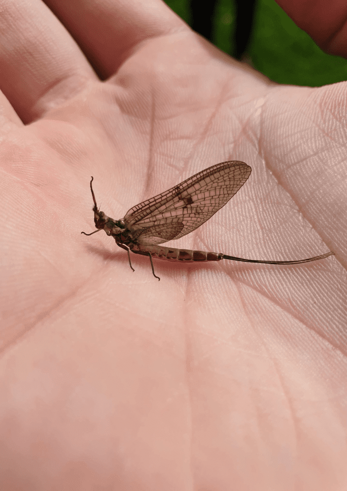 bug on the palm