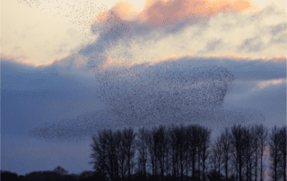 Bird colony