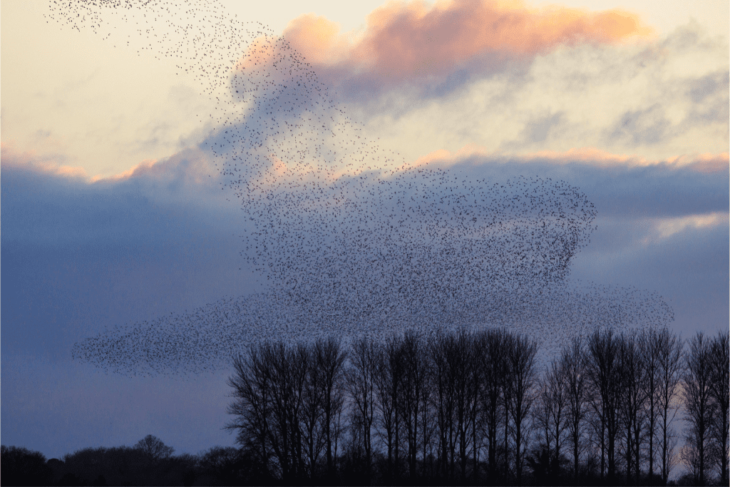 Bird colony