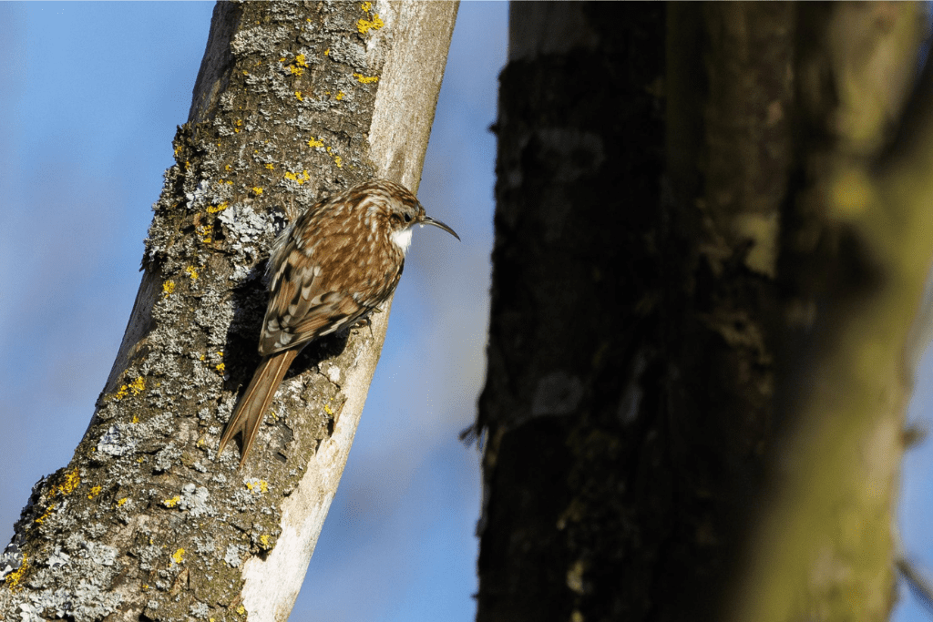 Bird on the tree