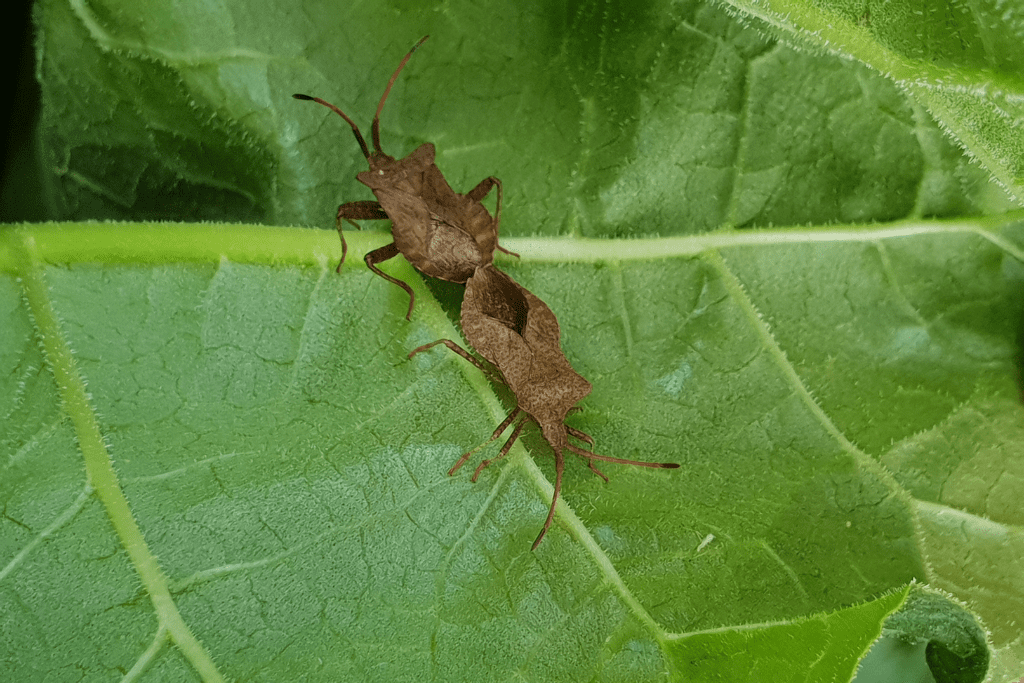 bug on the leaf